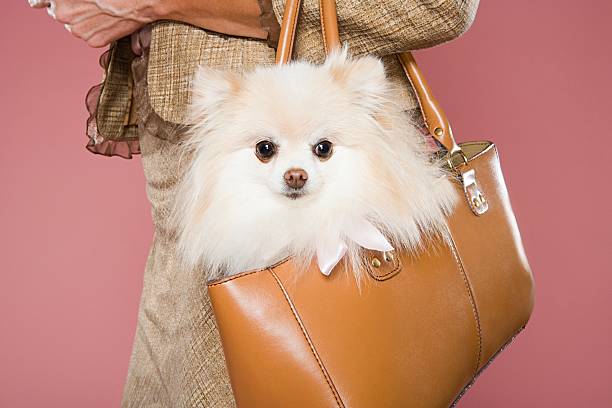 Woman holding dog in a handbag  pomeranian pets mammal small stock pictures, royalty-free photos & images