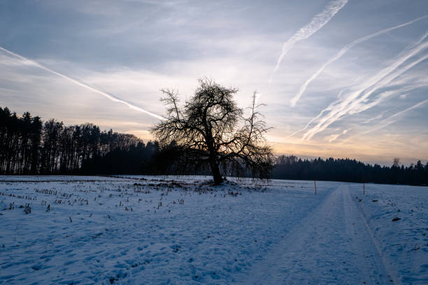 istock Bare Trees On Snow Covered Landscape Against Sky 728827801