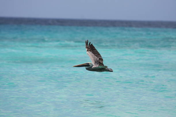 istock Bird Flying Over Sea Against Sky 728920389