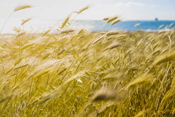 istock Close-Up Of Wheat Field 728935025