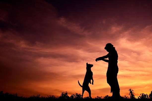 istock Low Angle View Of Silhouette Man Playing With Dog On Field Against Sky During Sunset 730193541