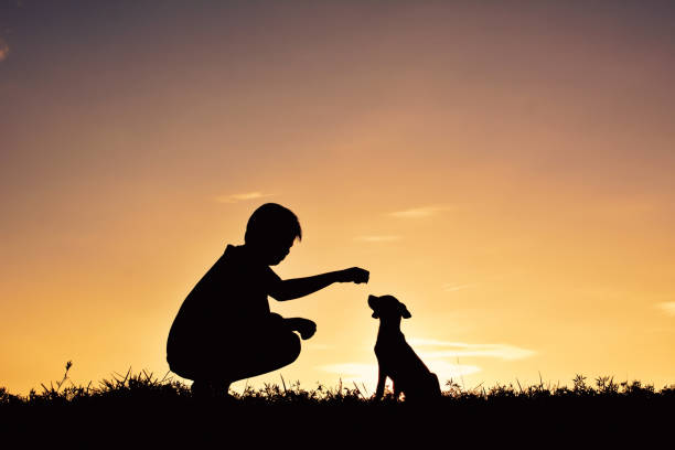 istock Silhouette Boy Playing With Dog Against Sky During Sunset 733517925