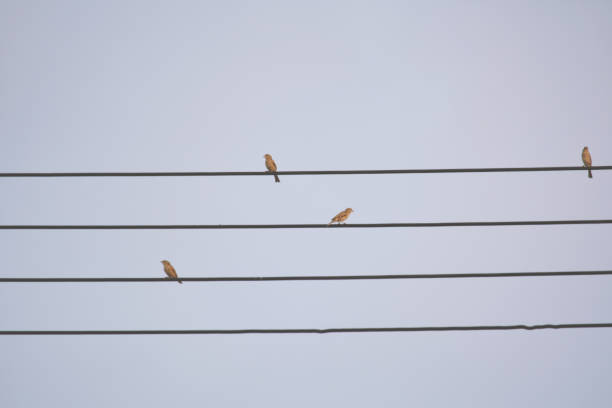 istock Low Angle View Of Birds Perching On Ropes Against Sky 733522813