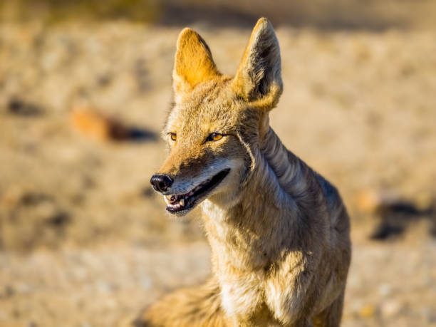 крупный план койота, смотрящего в сторону национального парка долина смерти - coyote desert outdoors day стоковые фото и изображения