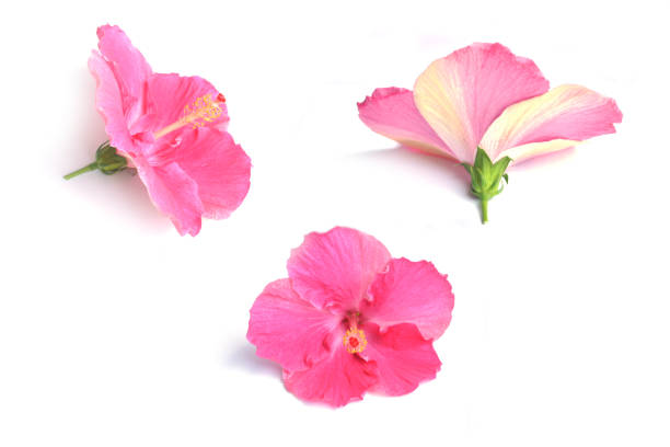 istock Close-Up Of Pink Flowers On White Background 735965711