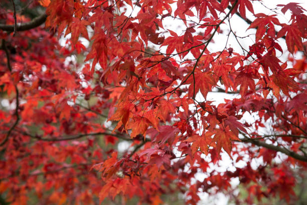 istock Low Angle View Of Red Maple Trees During Autumn 735965747