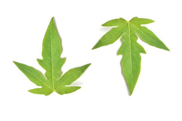 istock Close-Up Of Leaves On White Background 735967023