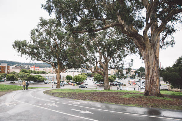 istock Trees By Road In City Against Clear Sky 736000137