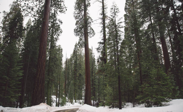 istock Panoramic View Of Trees In Forest During Winter 736031653