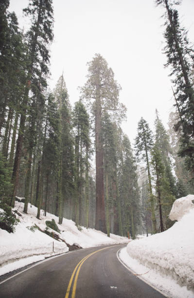 istock Road Amidst Trees Against Sky During Winter 736054131