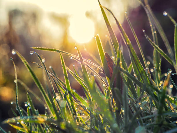 istock Close-Up Of Water Drops On Grass 736381357