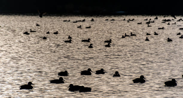istock Silhouette Ducks Swimming On River During Sunset 736511175