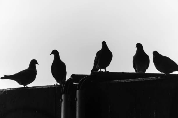 istock Low Angle View Of Silhouette Pigeons Perching On Roof 736512189