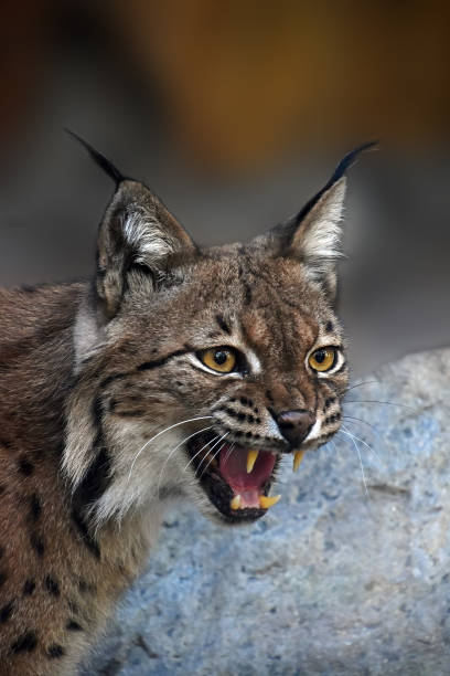 istock Close-Up Of Eurasian Lynx Looking Away While Roaring 736515519