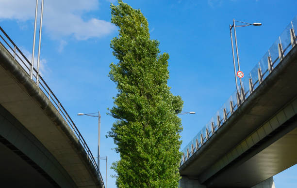 istock Low Angle View Of Tree Amidst Bridges Against Blue Sky 736835537