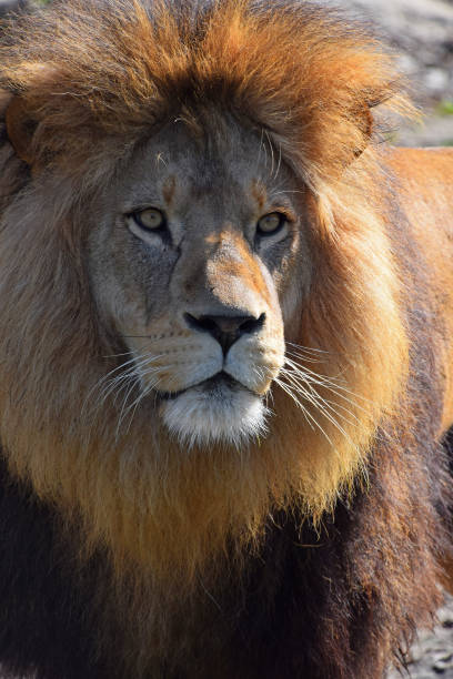istock Close-Up Of Lion On Sunny Day 736836113