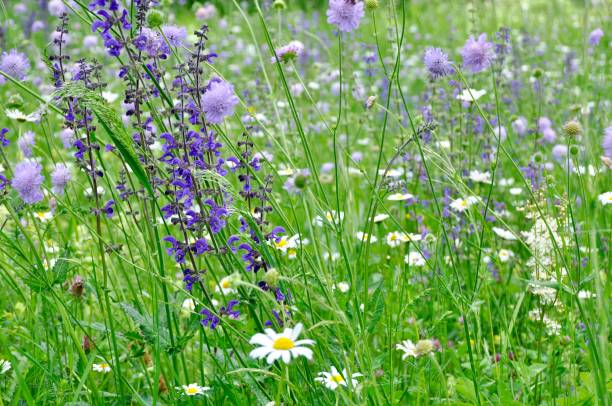 istock Purple Flowers Blooming In Field 739211129
