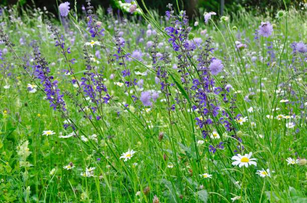 istock Close-Up Of Purple Crocus Blooming On Field 739227481