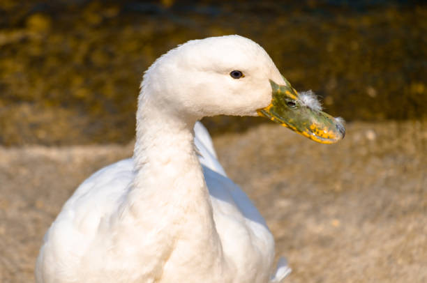 istock Close-Up Of White Duck 739241761