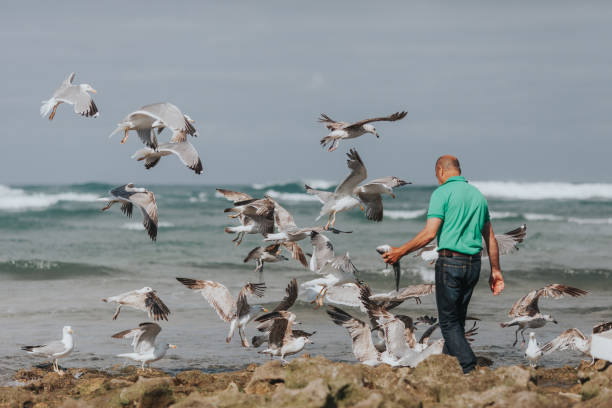 istock Low Angle View Of Seagulls Flying Over Sea 739283751