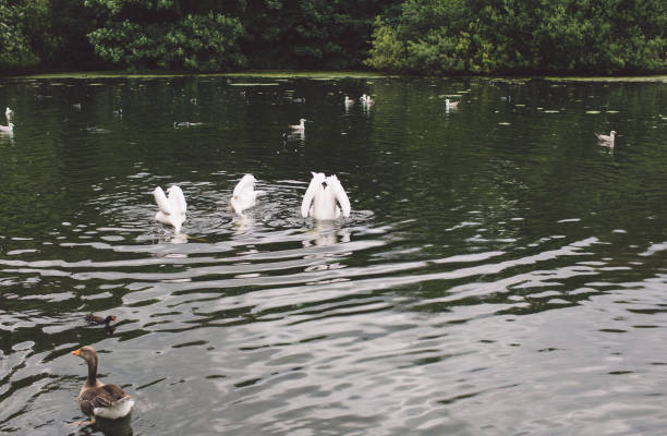 istock Birds Swimming On Lake 740627219