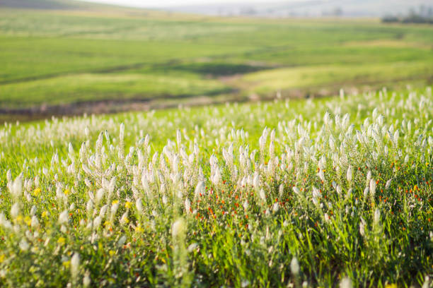 Meadow flowers