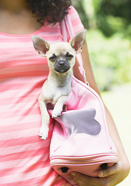 Teenage Girl With Puppy Dog In Handbag Stock Photo - Download Image Now -  Dog, Purse, 14-15 Years - iStock