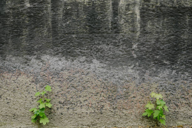 istock High Angle View Of Plants Growing On Weathered Wall 742255433