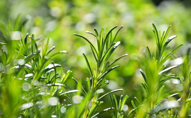 istock Close-Up Of Fresh Green Herbs 742257479