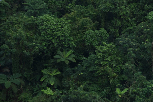 piante verdi nella foresta - 6005 foto e immagini stock