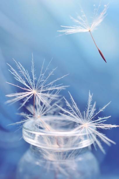 Close-Up Of Dandelion Against Sky