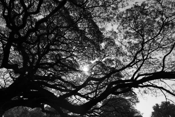 kyoto, japan - May 28, 2016: old wisdom tree at kyoto-university  campus in kyoto  japan