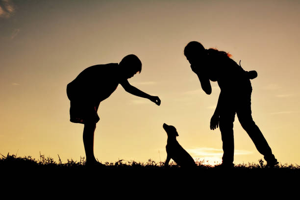 istock Silhouette Sibling Playing With Dog On Grassy Field Against Sky During Sunset 743739577