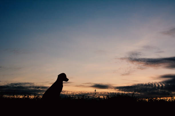 istock Silhouette Dog Sitting On Grass Against Sky During Sunset 743741453
