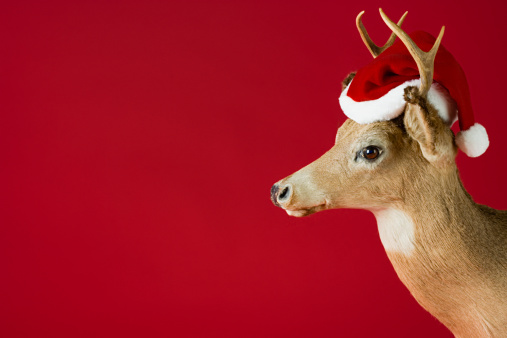 Deer antlers disappear dressed up for the holiday of density against a white background