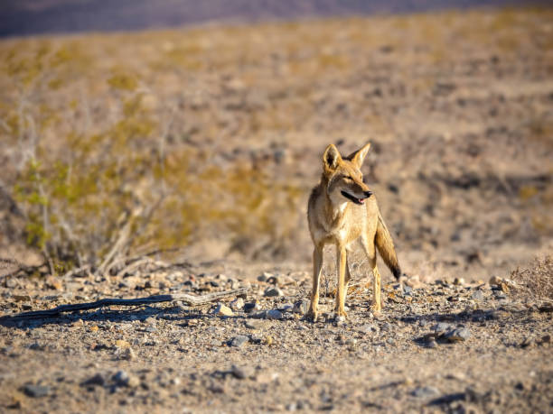 койот смотрит в сторону на национальный парк долины смерти - coyote desert outdoors day стоковые фото и изображения