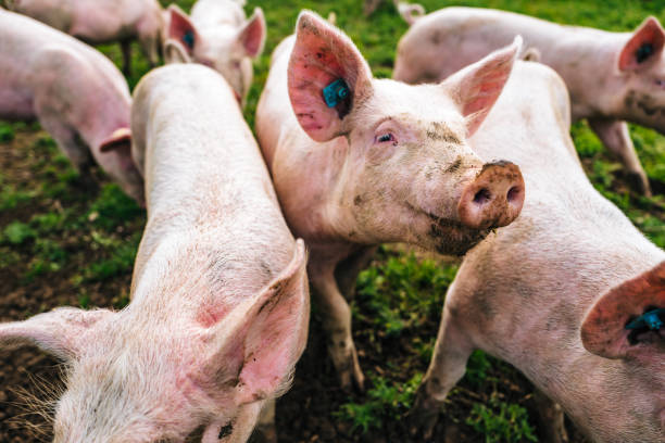 istock Close-Up Of Pigs 748585559