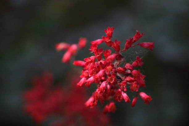 istock Close-Up Of Red Flowers On Tree 748612543