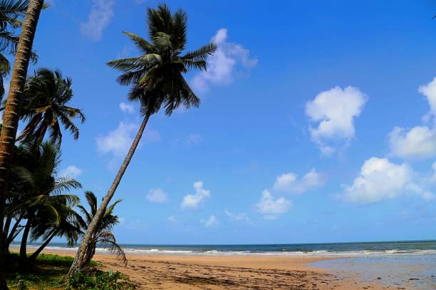 istock Low Angle View Of Palm Trees On Beach 750520701