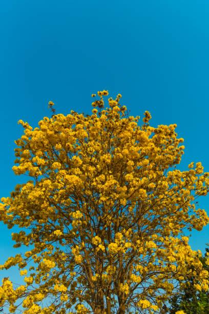 istock Low Angle View Of Yellow Flower Tree 752133389