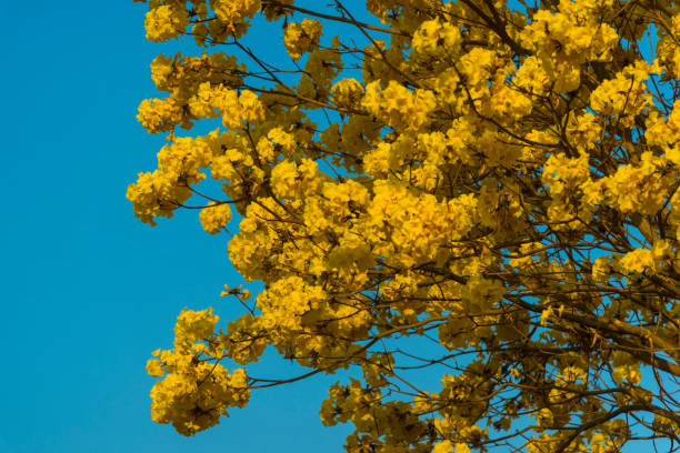 istock Low Angle View Of Yellow Tree Against Clear Sky 752140575