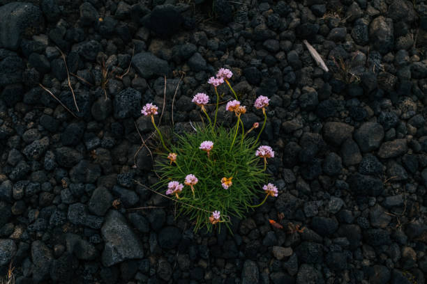 istock Close-Up Of Flowers Growing On Field 753342149