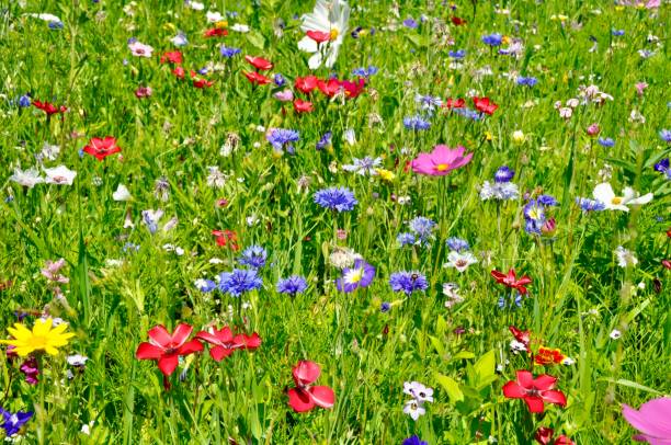 istock Poppies Blooming In Field 753914565