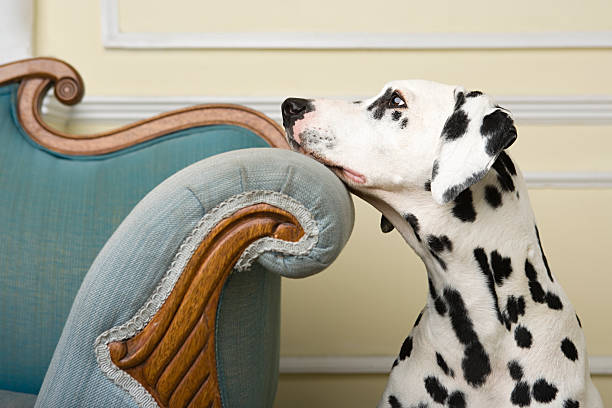 Wistful dalmation  dalmatian dog photos stock pictures, royalty-free photos & images