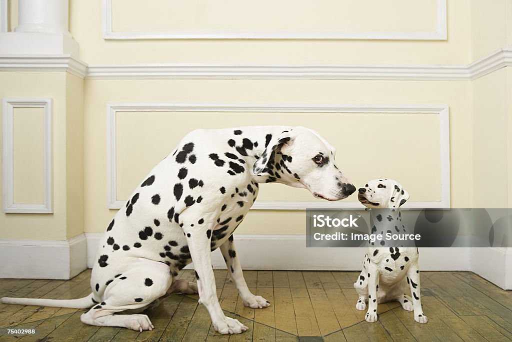 Dalmation with dog ornament  Dalmatian Dog Stock Photo