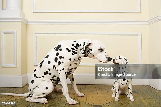 Dalmation With Dog Ornament Stock Photo - Download Image Now - Dalmatian Dog, Imitation, Dog