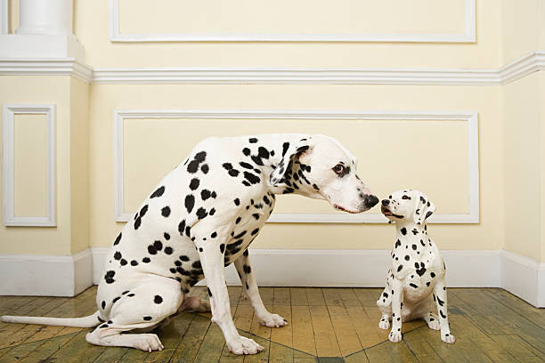 dalmation with dog ornament - dalmatiner bildbanksfoton och bilder