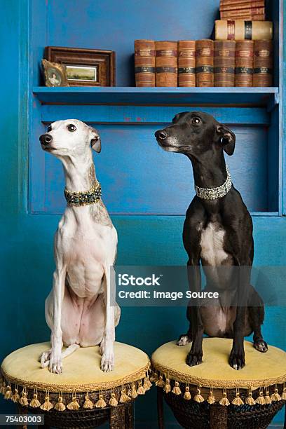 Retrato De Dos Whippets Foto de stock y más banco de imágenes de Perro - Perro, Dos animales, Glamour