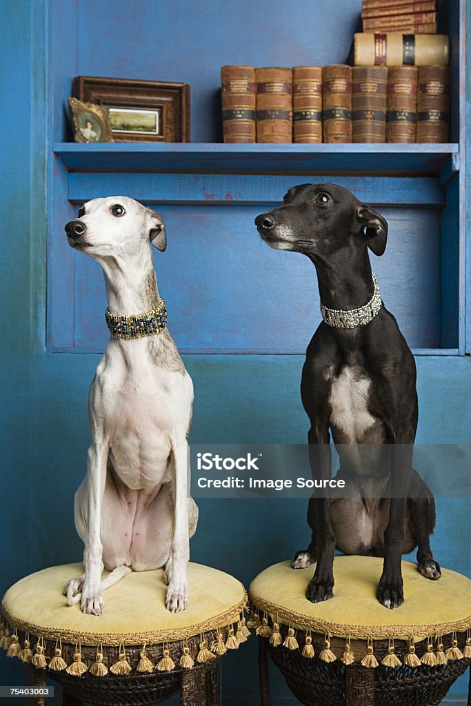 Retrato de dois whippets - Royalty-free Cão Foto de stock