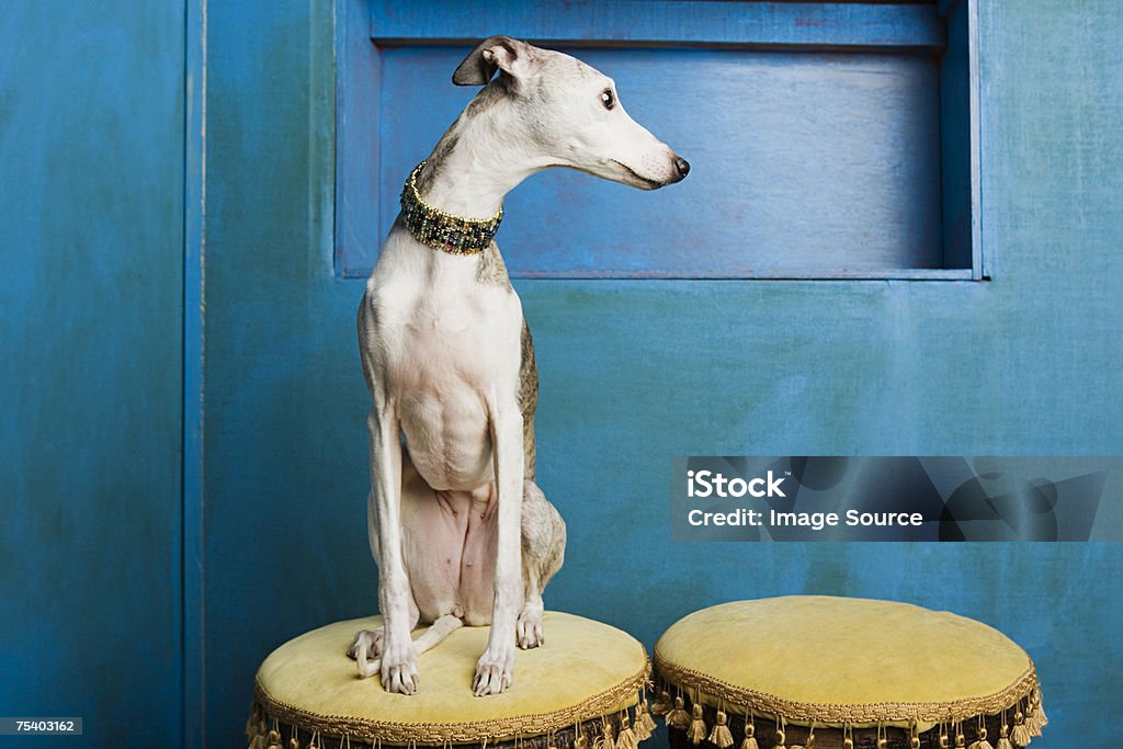 Whippet auf einem Barhocker - Lizenzfrei Whippet Stock-Foto